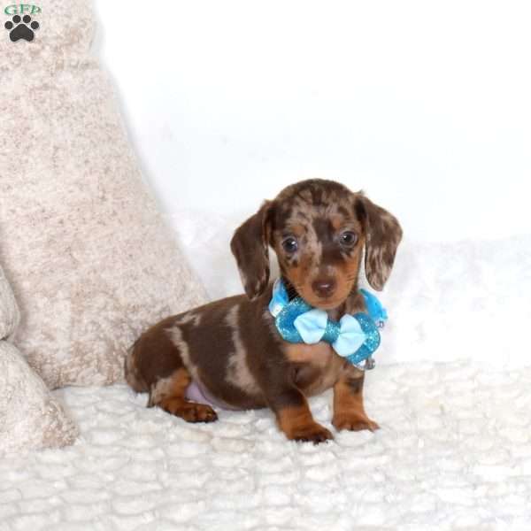 Bear-Mini, Dachshund Puppy