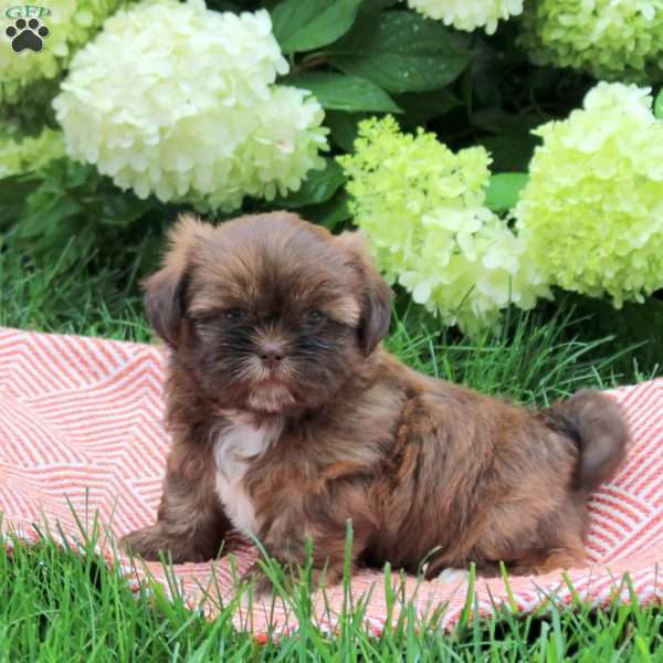Bear, Shih Tzu Puppy