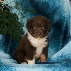 Bear, Miniature Australian Shepherd Puppy