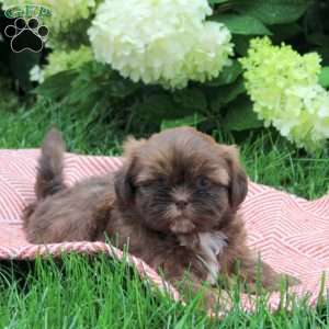 Bear, Shih Tzu Puppy