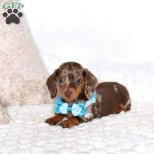 Bear-Mini, Dachshund Puppy