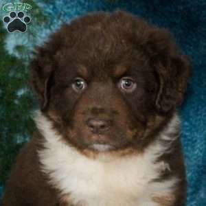 Bear, Miniature Australian Shepherd Puppy