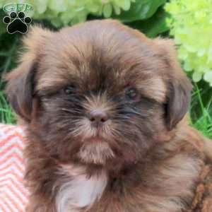 Bear, Shih Tzu Puppy