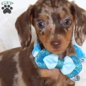 Bear-Mini, Dachshund Puppy