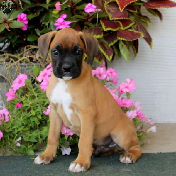 Bear, Boxer Puppy