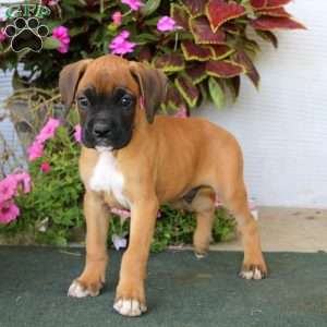 Bear, Boxer Puppy