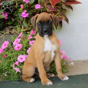 Bear, Boxer Puppy
