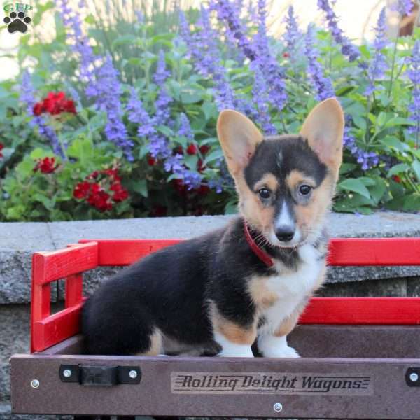 Beauty, Pembroke Welsh Corgi Puppy