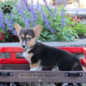 Beauty, Pembroke Welsh Corgi Puppy