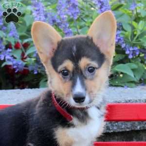 Beauty, Pembroke Welsh Corgi Puppy