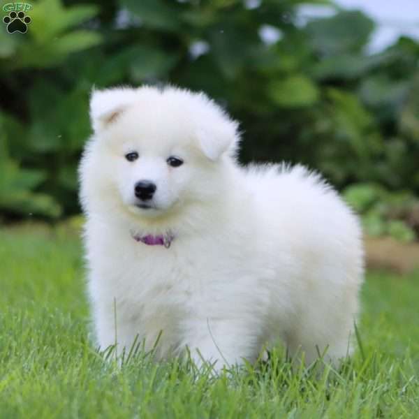 Beauty, Samoyed Puppy
