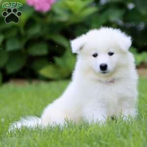 Beauty, Samoyed Puppy