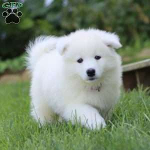 Beauty, Samoyed Puppy