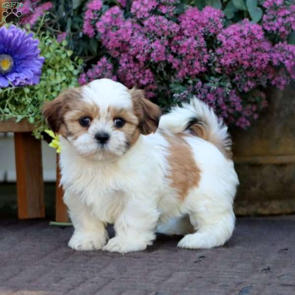 Becky, Shih Tzu Mix Puppy