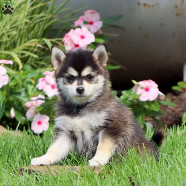 Becky, Pomsky Puppy