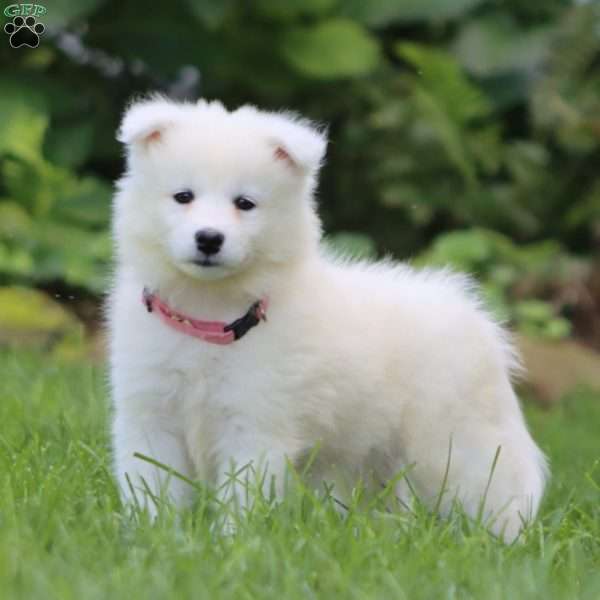 Becky, Samoyed Puppy