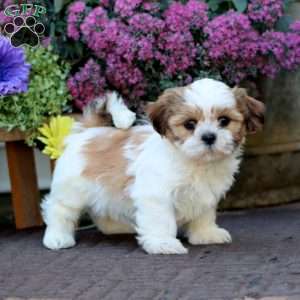 Becky, Shih Tzu Mix Puppy