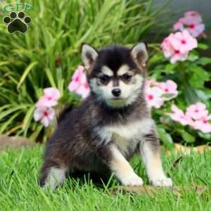 Becky, Pomsky Puppy