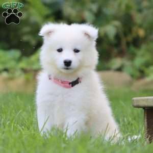 Becky, Samoyed Puppy