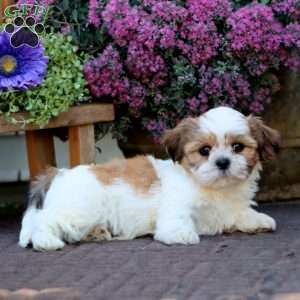 Becky, Shih Tzu Mix Puppy