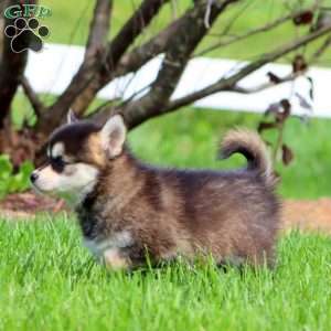Becky, Pomsky Puppy