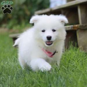Becky, Samoyed Puppy