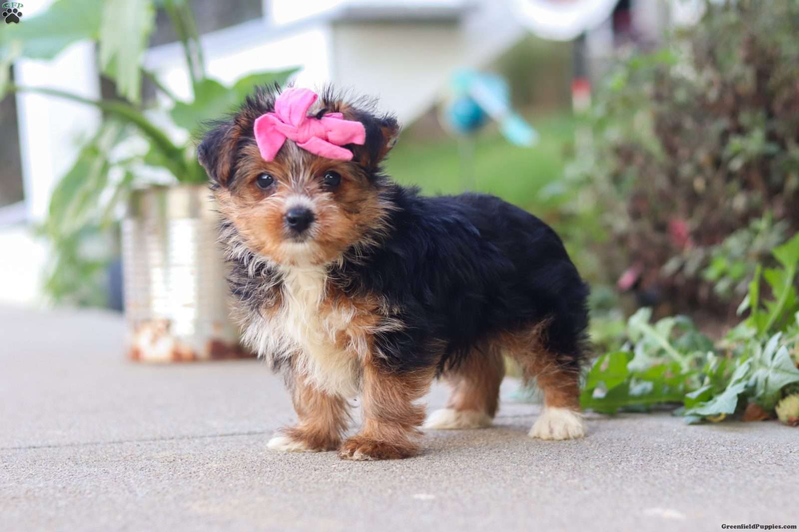 Bella (Yorkshire Terrier, Female) in Baltic, OH
