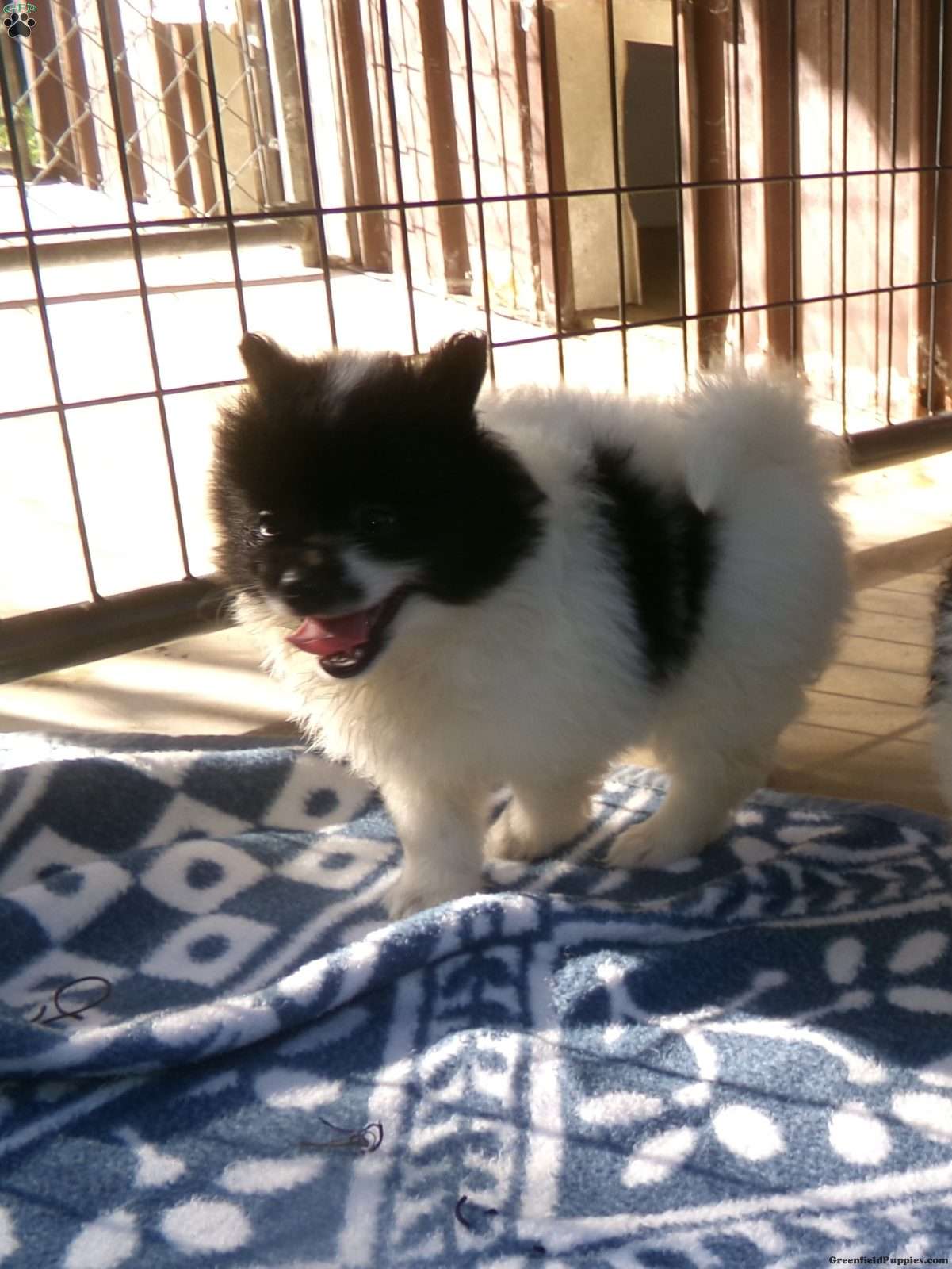 Bella (Pomeranian, Female) in Vineland, NJ