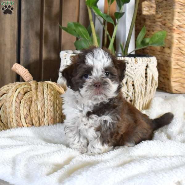 Bella, Shih-Poo Puppy