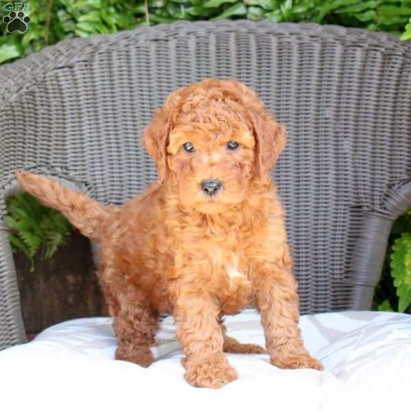 Bella, Mini Goldendoodle Puppy