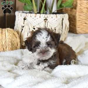 Bella, Shih-Poo Puppy