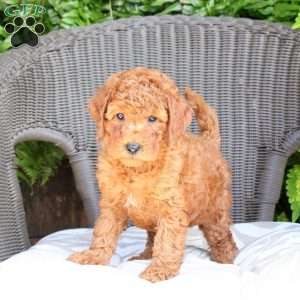 Bella, Mini Goldendoodle Puppy