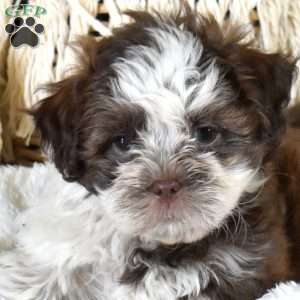 Bella, Shih-Poo Puppy