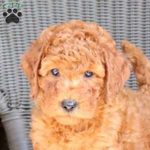 Bella, Mini Goldendoodle Puppy