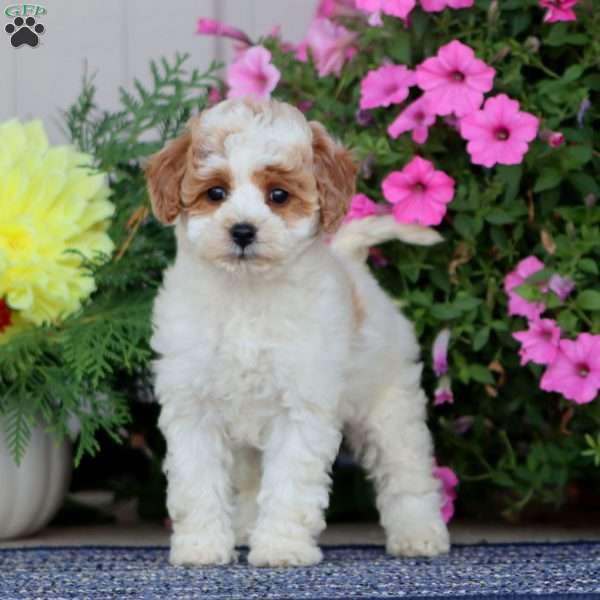 Bella, Miniature Poodle Puppy