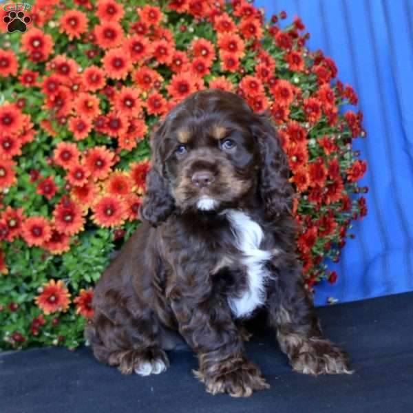 Bella, Cocker Spaniel Puppy