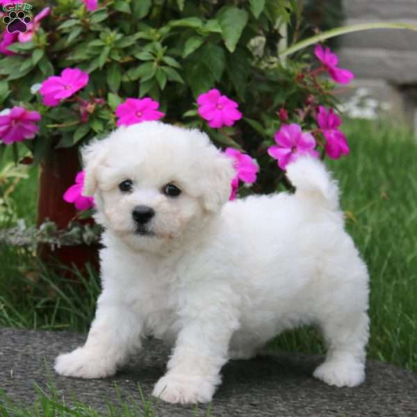 Bella, Bichon Frise Puppy