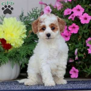 Bella, Miniature Poodle Puppy