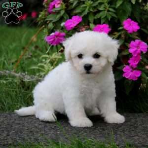 Bella, Bichon Frise Puppy