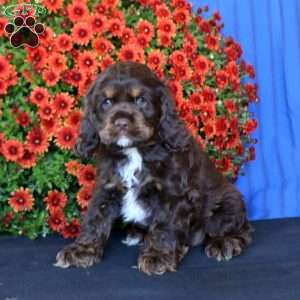 Bella, Cocker Spaniel Puppy