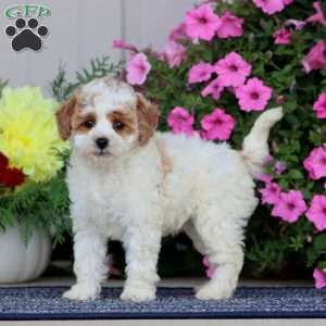 Bella, Miniature Poodle Puppy