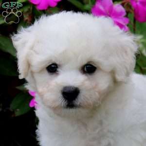 Bella, Bichon Frise Puppy