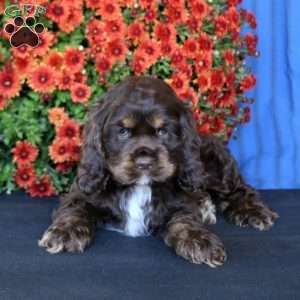 Bella, Cocker Spaniel Puppy