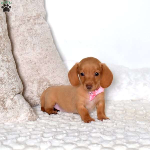 Belle-Mini, Dachshund Puppy