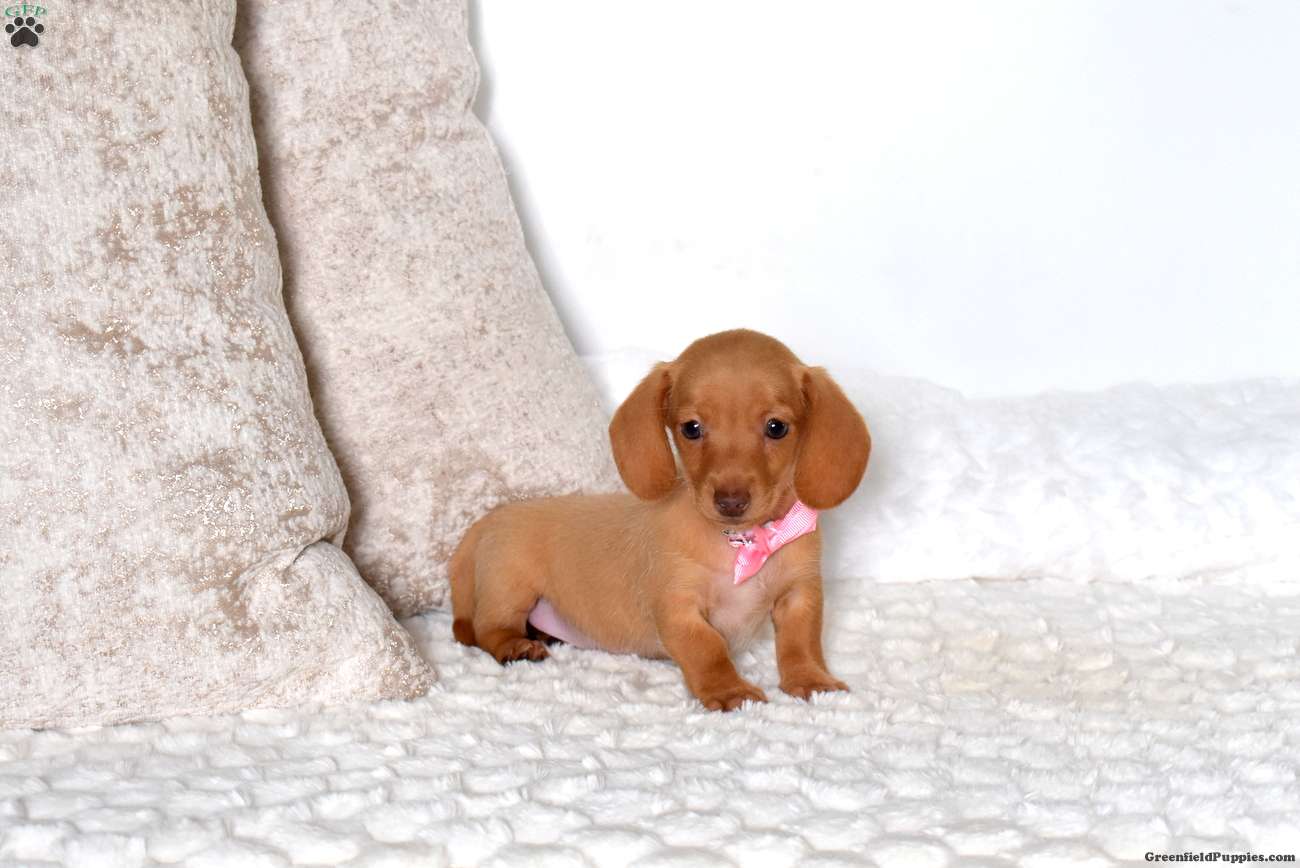 Belle-Mini