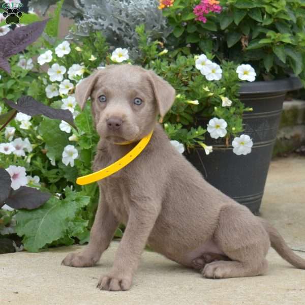 Belle, Silver Labrador Retriever Puppy
