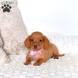 Belle-Mini, Dachshund Puppy