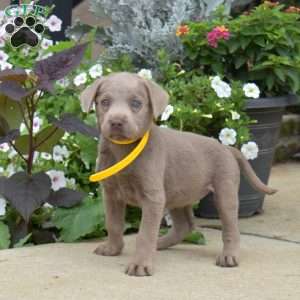 Belle, Silver Labrador Retriever Puppy