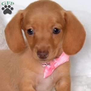 Belle-Mini, Dachshund Puppy