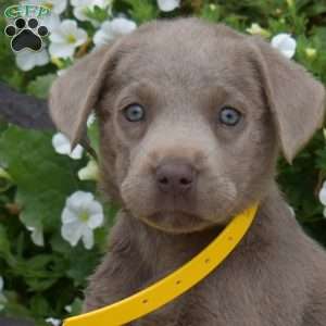 Belle, Silver Labrador Retriever Puppy